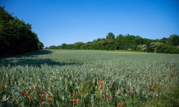 Bild - Hochwertige Erstbezugs-DH-Hälfte mit sonnigem Garten